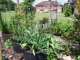 th_GardenMay2010017.jpg