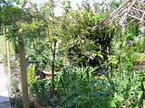 th_GardenMay2010018.jpg