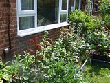 th_GardenMay2010020.jpg