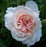 th_GardenJune2010001-1.jpg