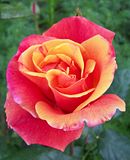 th_GardenJune2010002-1.jpg