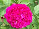 th_GardenJune2010002-3.jpg