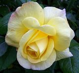 th_GardenJune2010002-4.jpg