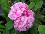 th_GardenJune2010002-5.jpg
