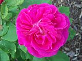 th_GardenJune2010002-6.jpg