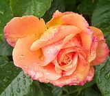 th_GardenJune2010002.jpg