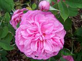 th_GardenJune2010004-1.jpg
