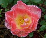 th_GardenJune2010004-2.jpg