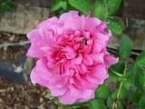 th_GardenJune2010005-1.jpg