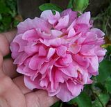 th_GardenJune2010005-2.jpg
