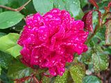 th_GardenJune2010005-3.jpg