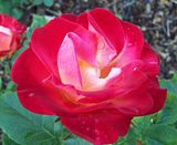 th_GardenJune2010005-4.jpg