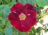 th_GardenJune2010005.jpg