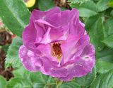 th_GardenJune2010006-2.jpg