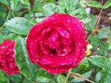 th_GardenJune2010006-4.jpg