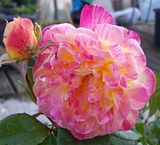 th_GardenJune2010006-5.jpg