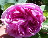 th_GardenJune2010006.jpg