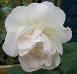 th_GardenJune2010007-2.jpg