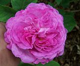 th_GardenJune2010007-3.jpg