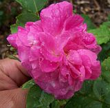 th_GardenJune2010007-4.jpg