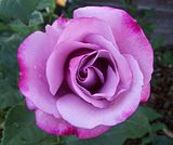 th_GardenJune2010007-5.jpg