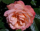 th_GardenJune2010007.jpg