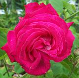 th_GardenJune2010008-1.jpg