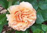 th_GardenJune2010008-2.jpg
