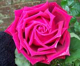 th_GardenJune2010008-3.jpg