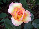 th_GardenJune2010008-4.jpg