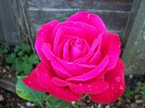 th_GardenJune2010009-2.jpg