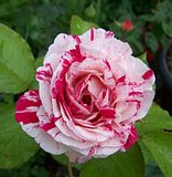 th_GardenJune2010009.jpg