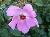 th_GardenJune2010010-1.jpg