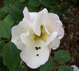 th_GardenJune2010010.jpg