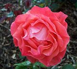 th_GardenJune2010011-1.jpg