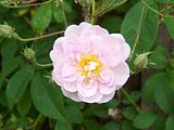 th_GardenJune2010011.jpg
