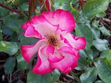th_GardenJune2010012.jpg