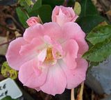 th_GardenJune2010013.jpg