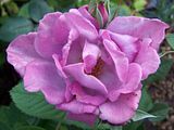 th_GardenJune2010016.jpg