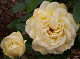 th_GardenMay2010008-1.jpg