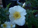 th_GardenMay2010008.jpg