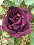 th_GardenMay2010010.jpg