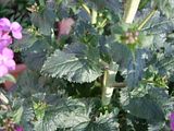 th_DSCF0526.jpg