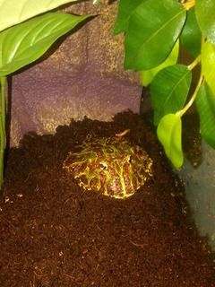 Pacman Frog