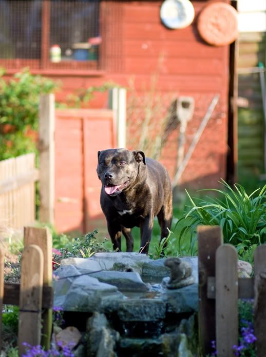 IMAGE: http://i30.photobucket.com/albums/c323/agrimreaper/ANIMALS%20-%20BIRDS/kaci.jpg