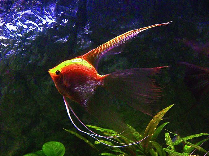 super veiltail angelfish