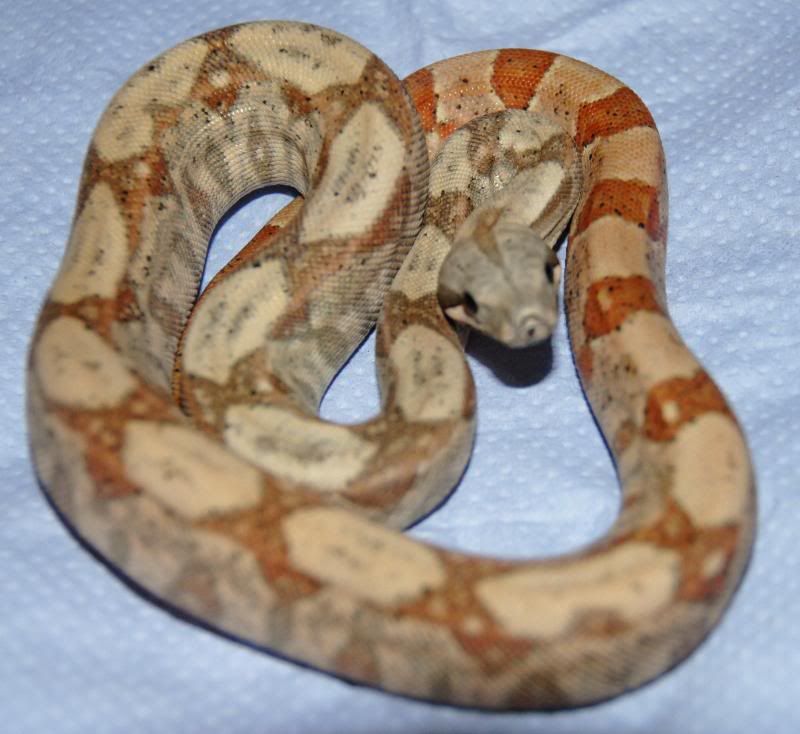 hog island boa thread page 4 reptile forums hog island boa thread page 4 reptile forums