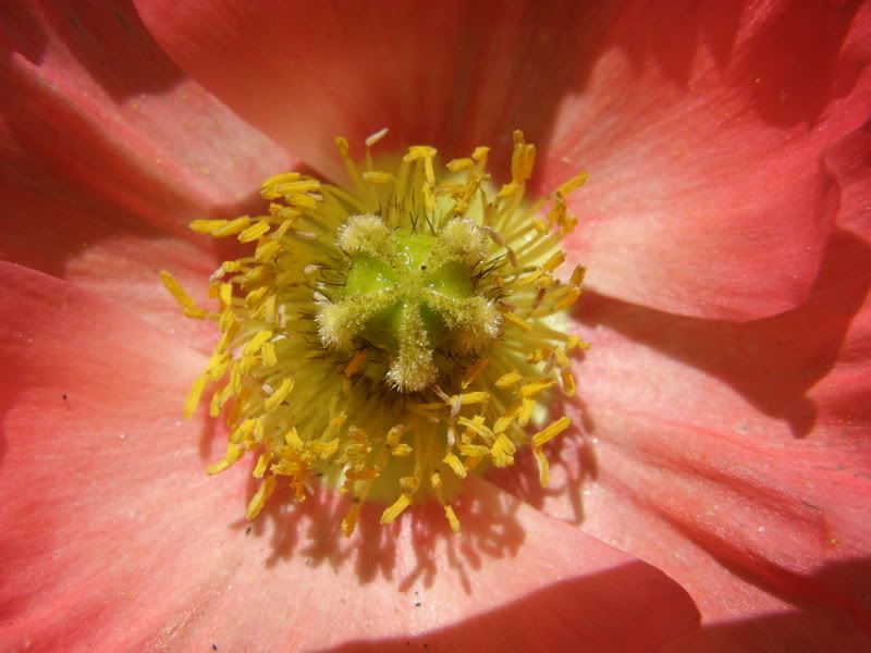 a few pix from the new camera