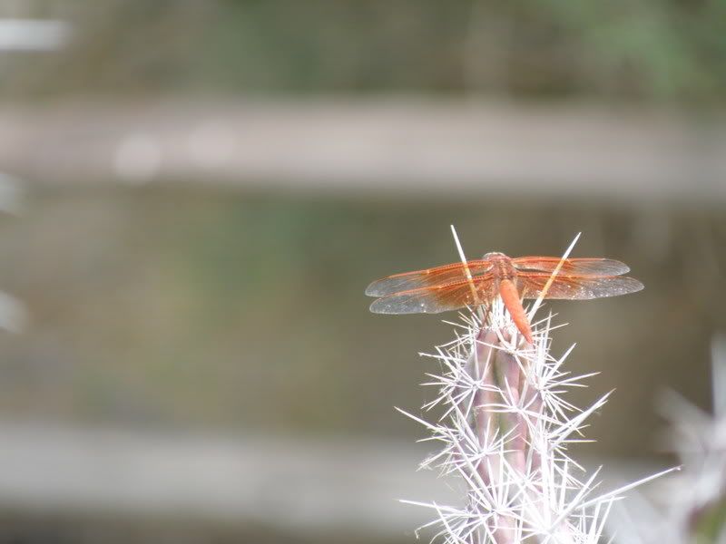 a few pix from the new camera