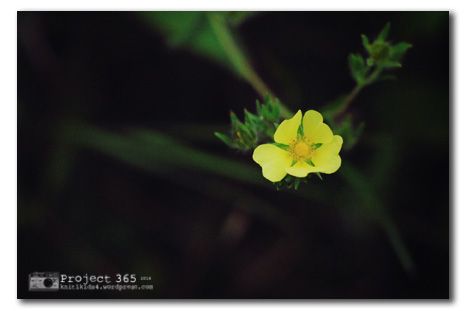 Project 365 ~ 213